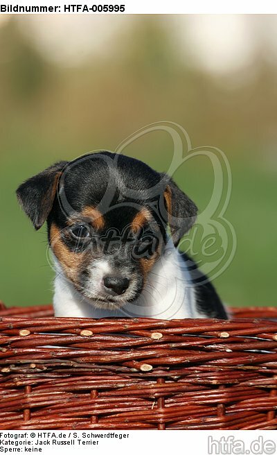 Jack Russell Terrier Welpe / jack russell terrier puppy / HTFA-005995