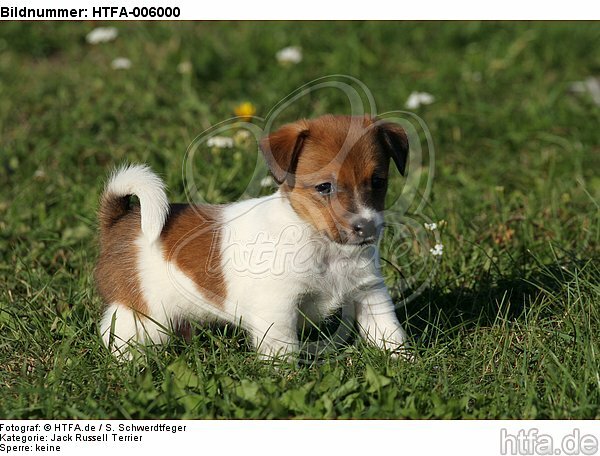 Jack Russell Terrier Welpe / jack russell terrier puppy / HTFA-006000