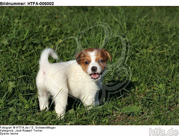 Jack Russell Terrier Welpe / jack russell terrier puppy / HTFA-006002