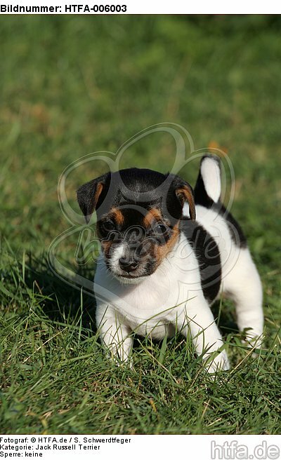 Jack Russell Terrier Welpe / jack russell terrier puppy / HTFA-006003