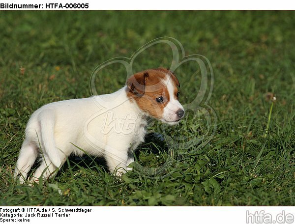 Jack Russell Terrier Welpe / jack russell terrier puppy / HTFA-006005