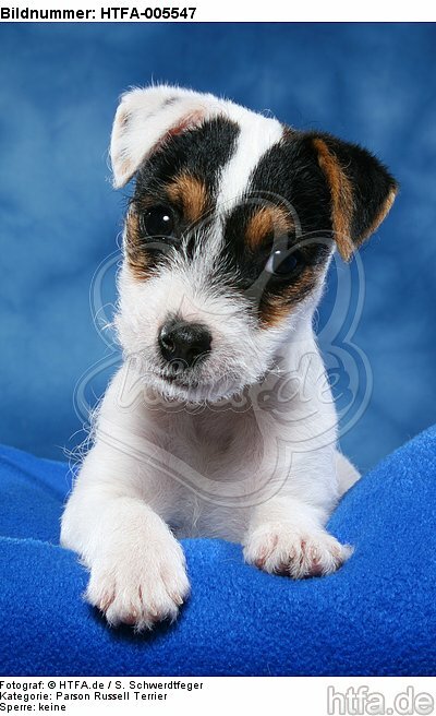 Parson Russell Terrier Welpe / parson russell terrier puppy / HTFA-005547