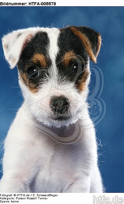 Parson Russell Terrier Welpe / parson russell terrier puppy / HTFA-005579