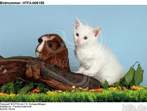 Kätzchen und Meerschwein / kitten and guninea pig / HTFA-006150