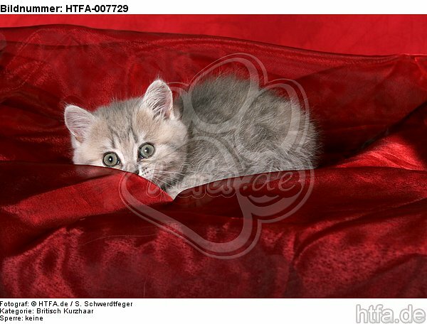 Britisch Kurzhaar Kätzchen / british shorthair kitten / HTFA-007729