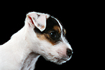 Parson Russell Terrier Welpe / parson russell terrier puppy