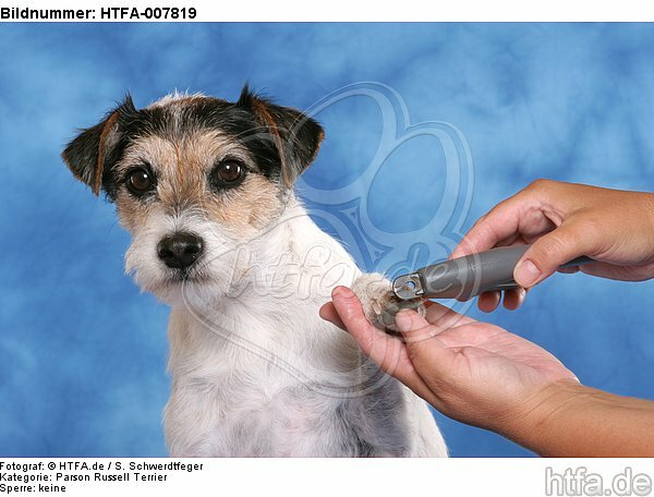 Parson Russell Terrier / HTFA-007819