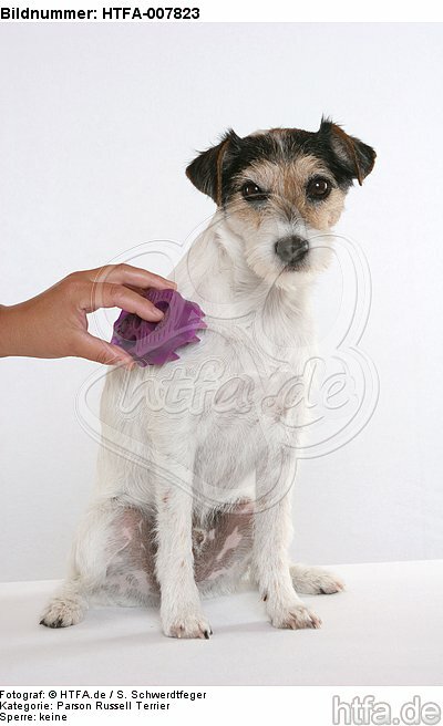 Parson Russell Terrier / HTFA-007823