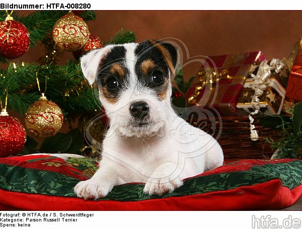 Parson Russell Terrier Welpe zu Weihnachten / PRT puppy at christmas / HTFA-008280