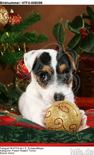 Parson Russell Terrier Welpe zu Weihnachten / PRT puppy at christmas / HTFA-008296