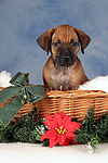 Rhodesian Ridgeback Welpe / rhodesian ridgeback puppy