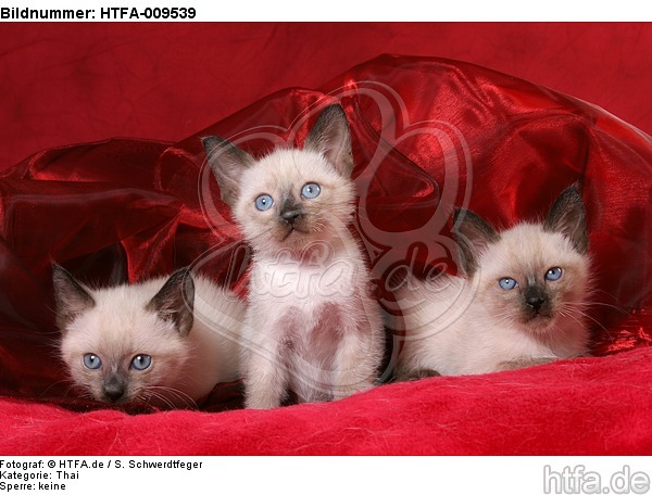 3 Thai Kätzchen / 3 thai kitten / HTFA-009539