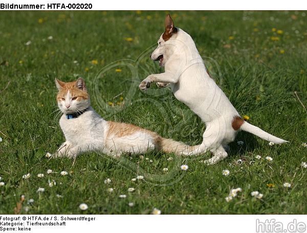 Jack Russell Terrier und Katze / jack russell terrier and cat / HTFA-002020