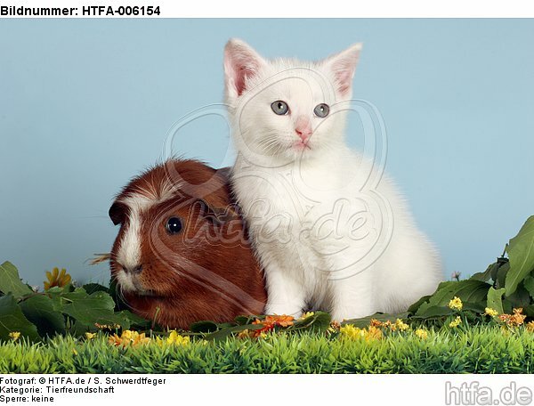 Kätzchen und Meerschwein / kitten and guninea pig / HTFA-006154