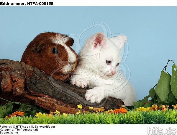 Kätzchen und Meerschwein / kitten and guninea pig / HTFA-006156