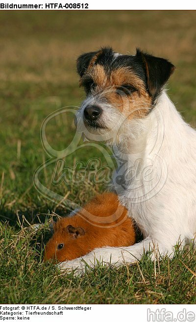 Parson Russell Terrier und Rexmeerschwein / prt and guninea pig / HTFA-008512