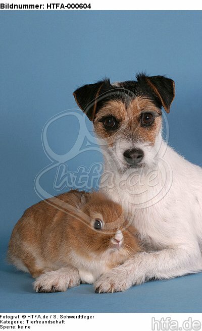 Parson Russell Terrier und Zwergkaninchen / prt and bunny / HTFA-000604