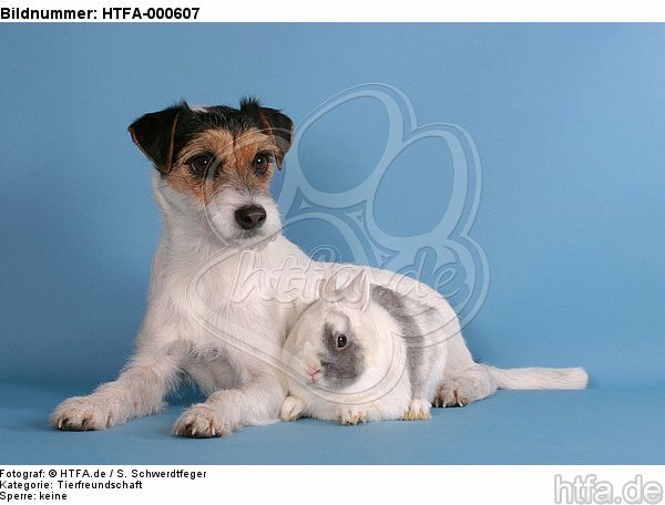 Parson Russell Terrier und Zwergkaninchen / prt and bunny / HTFA-000607
