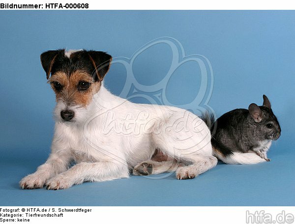 Parson Russell Terrier und Chinchilla / prt and chinchilla / HTFA-000608