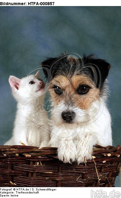 Parson Russell Terrier und Kätzchen / parson russell terrier and kitten / HTFA-000857
