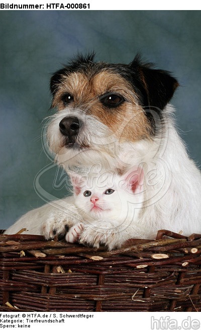 Parson Russell Terrier und Kätzchen / parson russell terrier and kitten / HTFA-000861