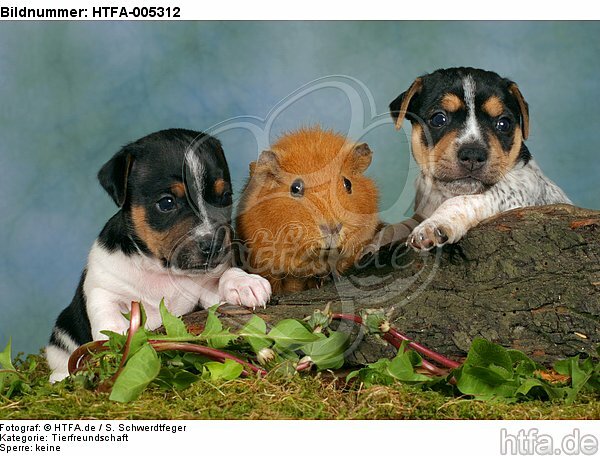 Jack Russell Terrier Welpen und Meerschwein / jack russell terrier puppies and guninea pig / HTFA-005312