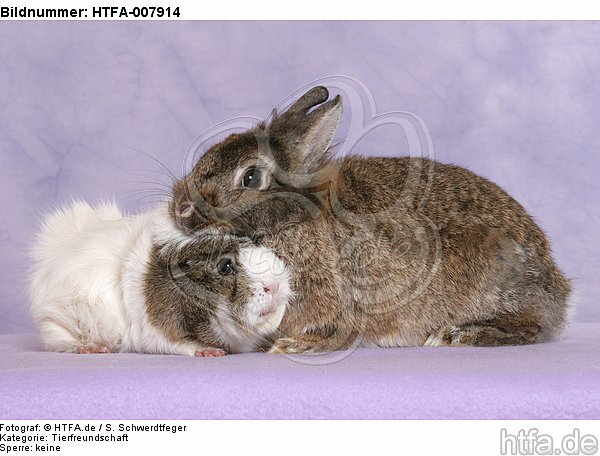 Meerschwein und Zwergkaninchen / guninea pig and dwarf rabbit / HTFA-007914