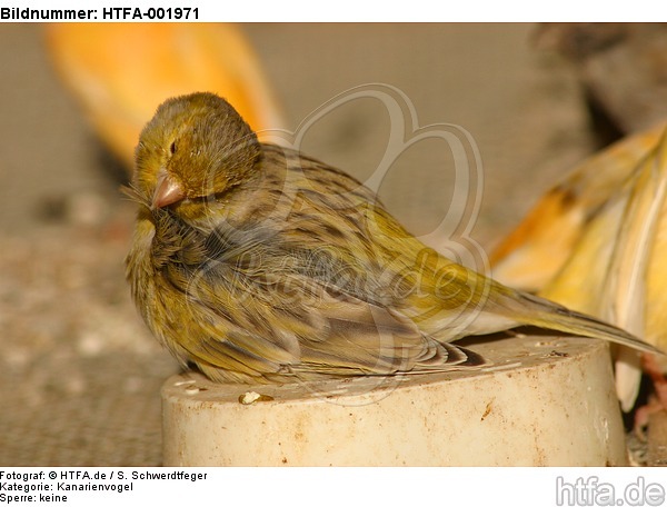 Kanarienvogel / canary / HTFA-001971