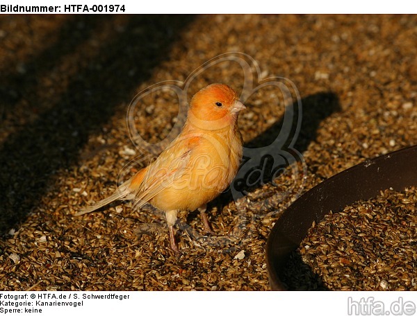 Kanarienvogel / canary / HTFA-001974