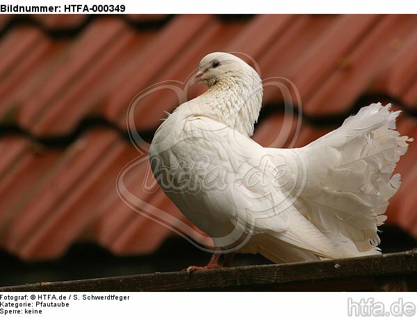 Pfautaube / fantail pigeon / HTFA-000349