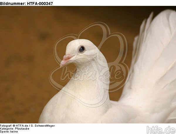 Pfautaube Portrait / fantail pigeon portrait / HTFA-000347