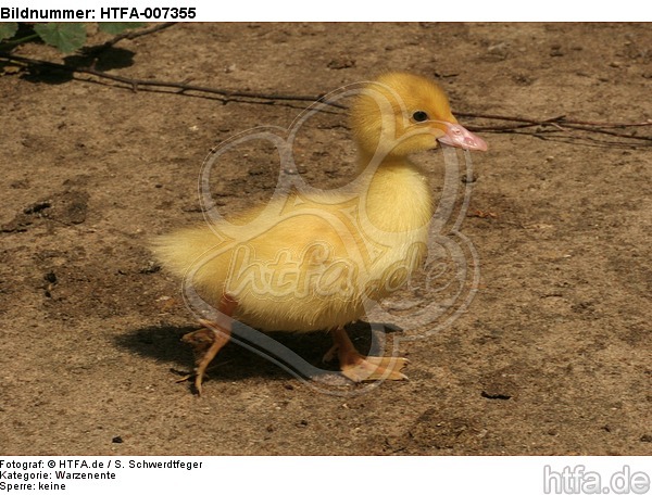 junge Warzenente / young muscovy duck / HTFA-007355