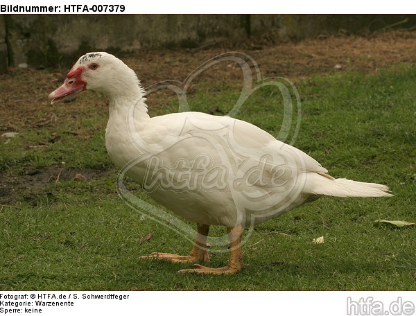 Warzenente / muscovy duck / HTFA-007379