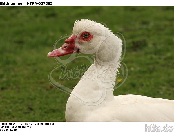 Warzenente / muscovy duck / HTFA-007383