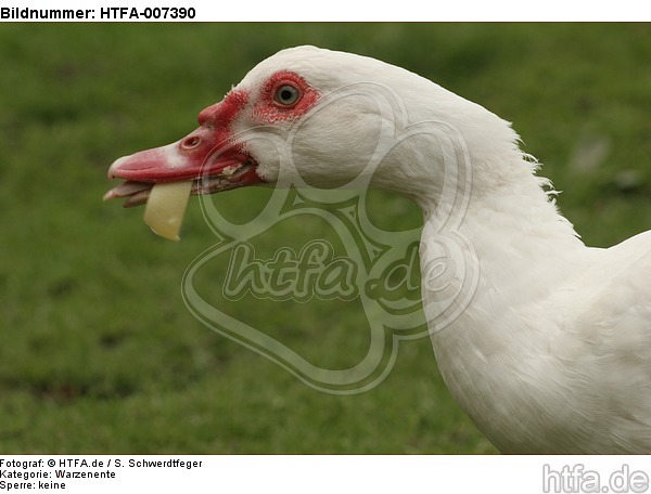 Warzenente / muscovy duck / HTFA-007390