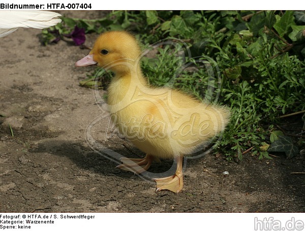 junge Warzenente / young muscovy duck / HTFA-007404
