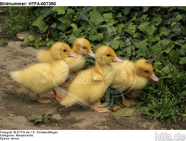 junge Warzenenten / young muscovy ducks / HTFA-007350