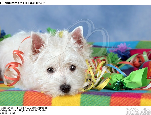 liegender West Highland White Terrier Welpe / lying West Highland White Terrier Puppy / HTFA-010235