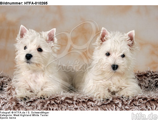 West Highland White Terrier Welpen / West Highland White Terrier Puppies / HTFA-010265