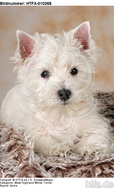 liegender West Highland White Terrier Welpe / lying West Highland White Terrier Puppy / HTFA-010268