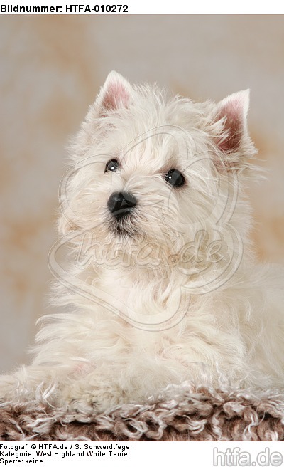 liegender West Highland White Terrier Welpe / lying West Highland White Terrier Puppy / HTFA-010272