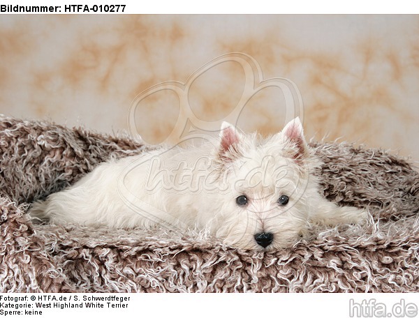 liegender West Highland White Terrier Welpe / lying West Highland White Terrier Puppy / HTFA-010277