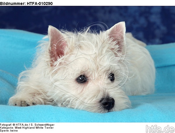 liegender West Highland White Terrier Welpe / lying West Highland White Terrier Puppy / HTFA-010290