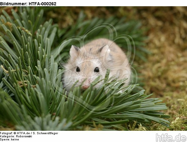 Roborowski Zwerghamster / Roborovski's dwarf hamster / HTFA-000262