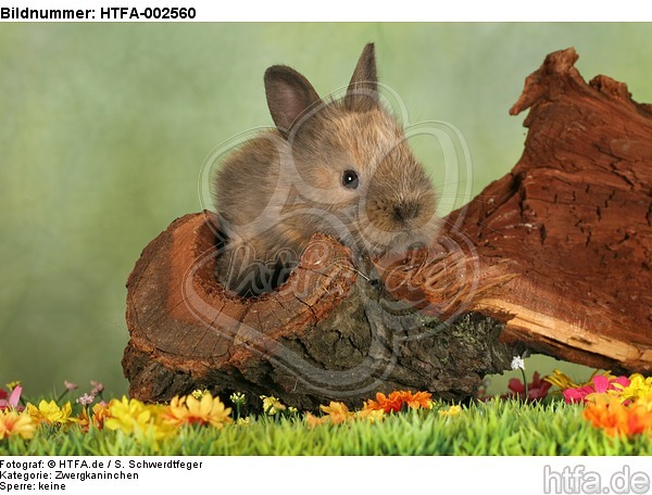 Zwergkaninchen / dwarf rabbit / HTFA-002560