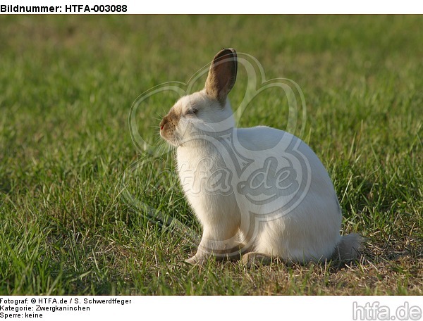 Zwergkaninchen / dwarf rabbit / HTFA-003088