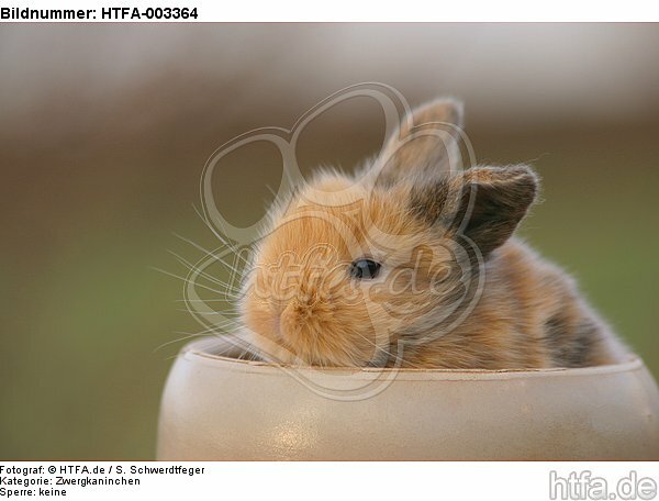 Zwergkaninchen / dwarf rabbit / HTFA-003364
