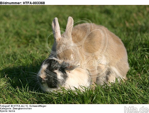Zwergkaninchen / dwarf rabbit / HTFA-003368