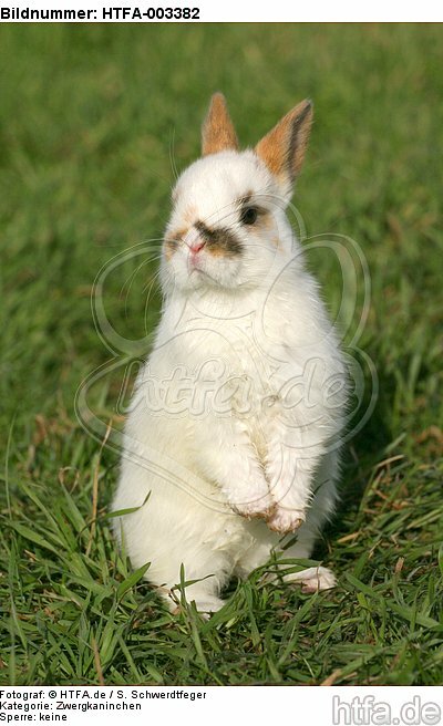 Zwergkaninchen / dwarf rabbit / HTFA-003382