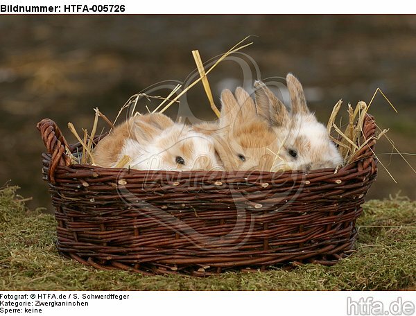 junge Zwergkaninchen / young dwarf rabbits / HTFA-005726